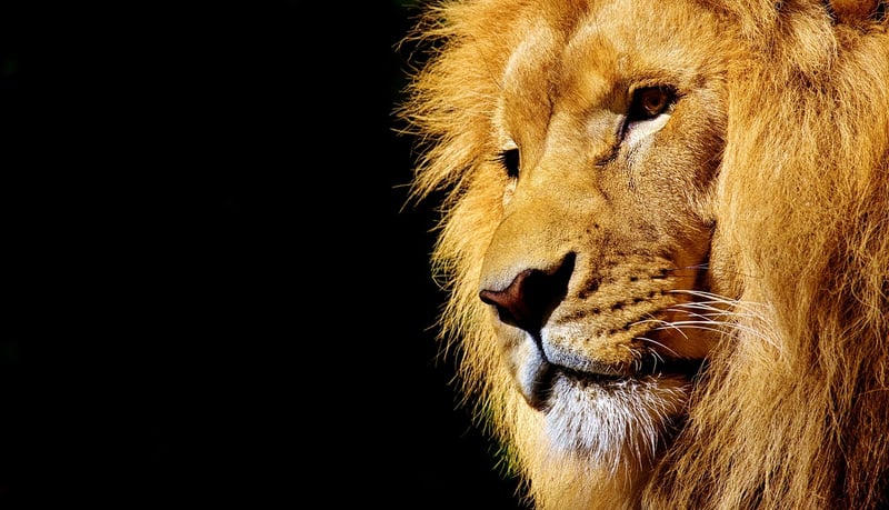 Lion in the jungle